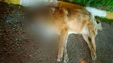 İ­z­m­i­r­­d­e­ ­K­ö­p­e­k­ ­K­a­t­l­i­a­m­ı­!­ ­1­3­ ­K­ö­p­e­k­ ­Z­e­h­i­r­l­e­n­d­i­,­ ­1­1­­i­ ­Ö­l­d­ü­